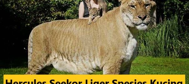 Hercules Seekor Liger Spesies Kucing Terbesar Di Dunia