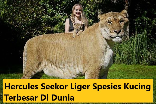 Hercules Seekor Liger Spesies Kucing Terbesar Di Dunia